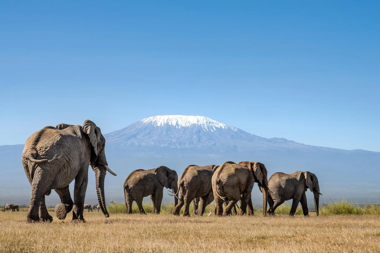 Witness a herd of elephants roaming the golden plains with the majestic Mount Kilimanjaro rising in the background.