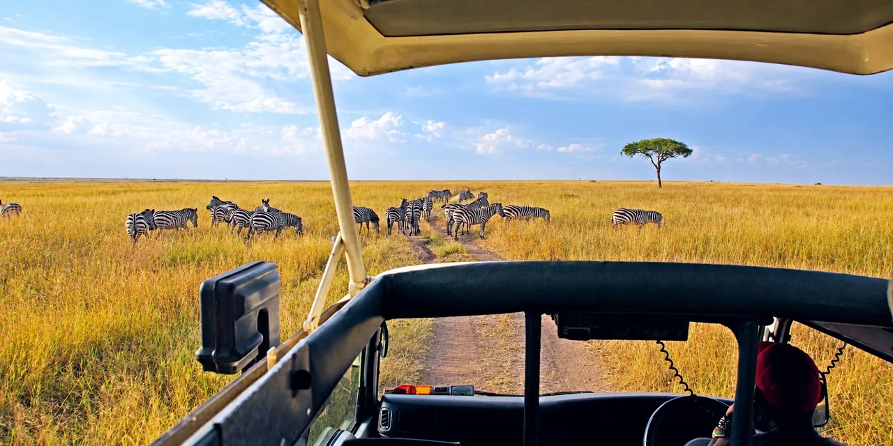 A herd of zebras gathers on a track ahead of a safari cruiser in the vast, golden savanna of the Maasai Mara.