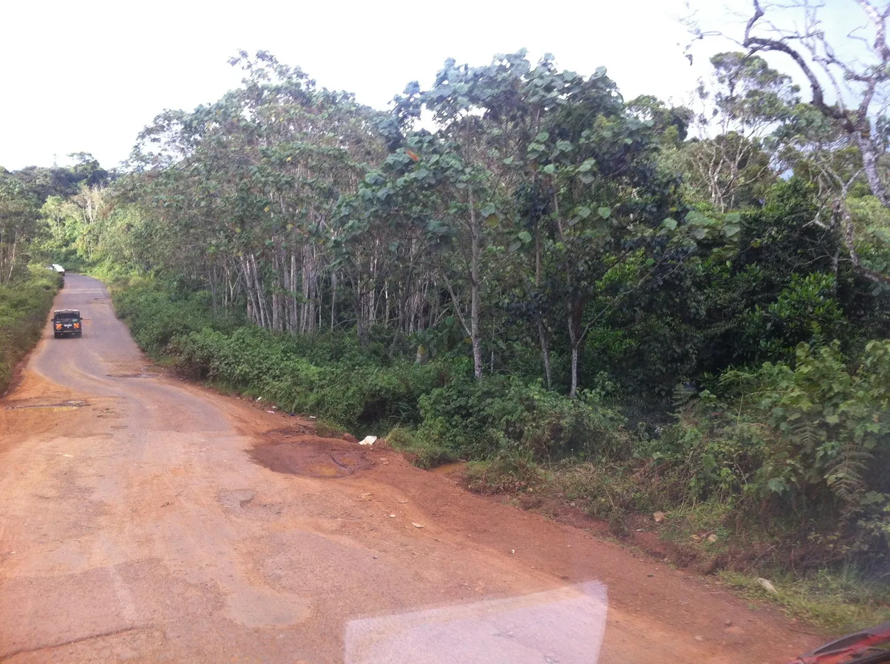 Montane forest in the Aberdare National Park