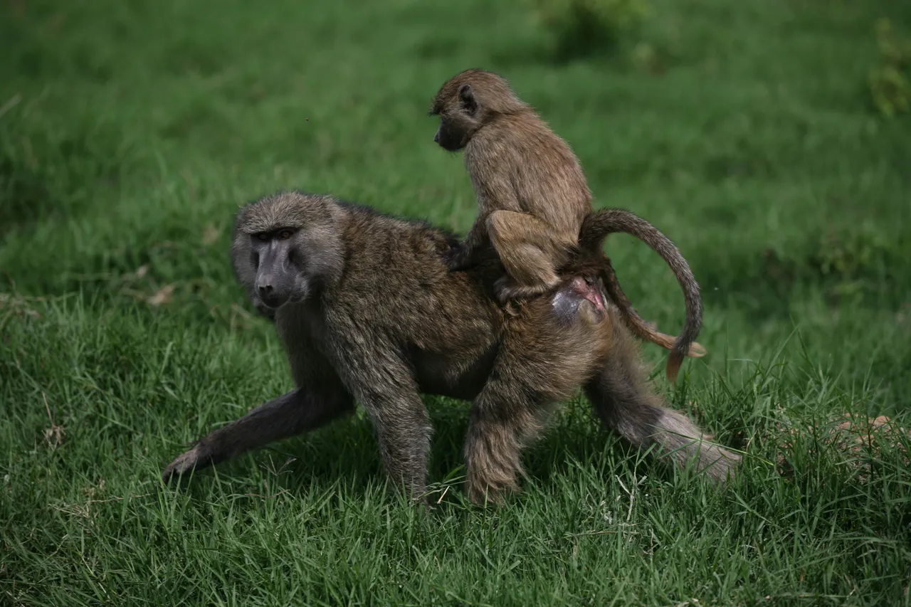 A troop of baboons moves through the lush green grass, with the young ones climbing and playing around the adults.