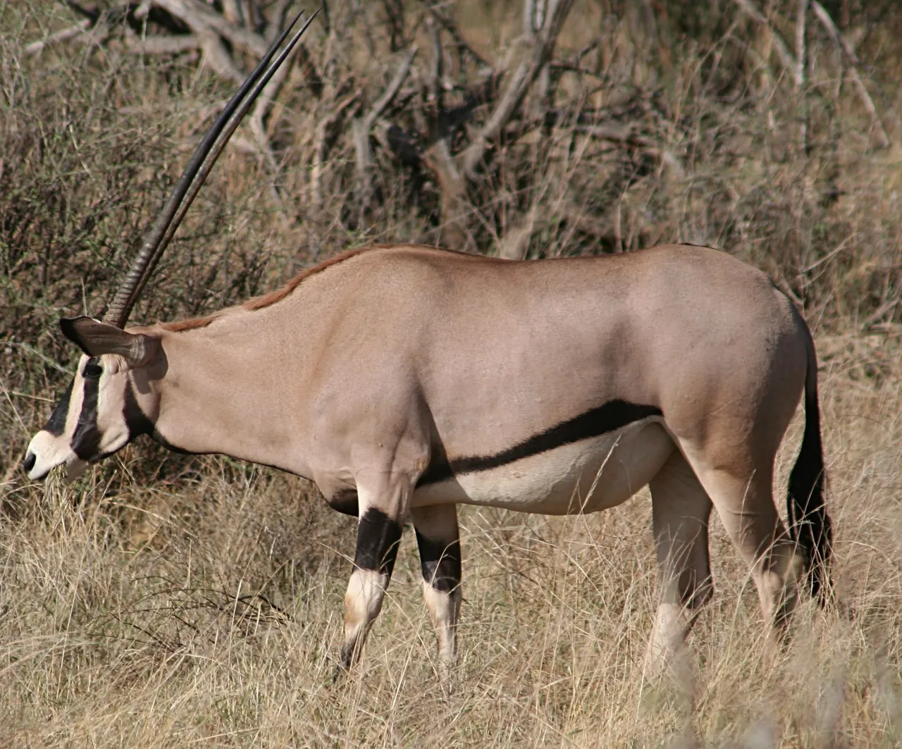 Beisa oryx, another of the northern five