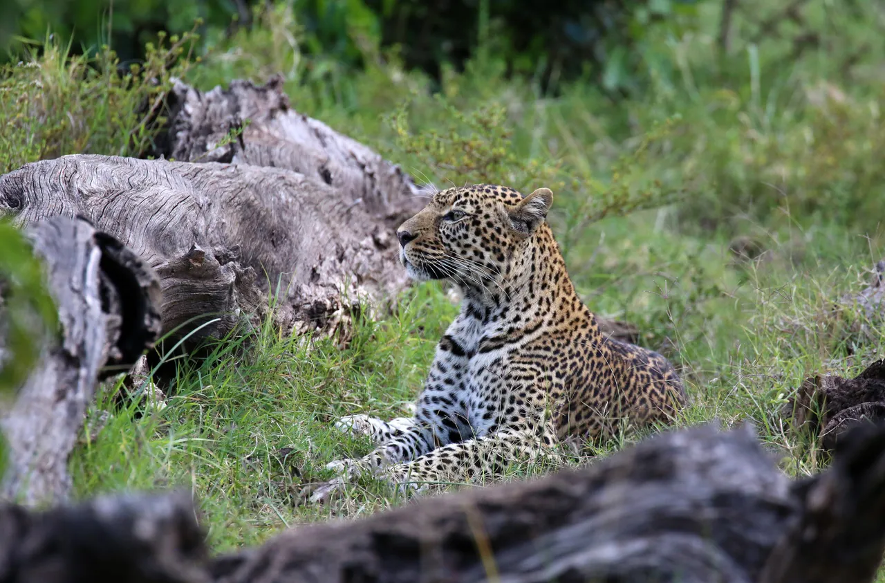 A leopard in the Masai Mara