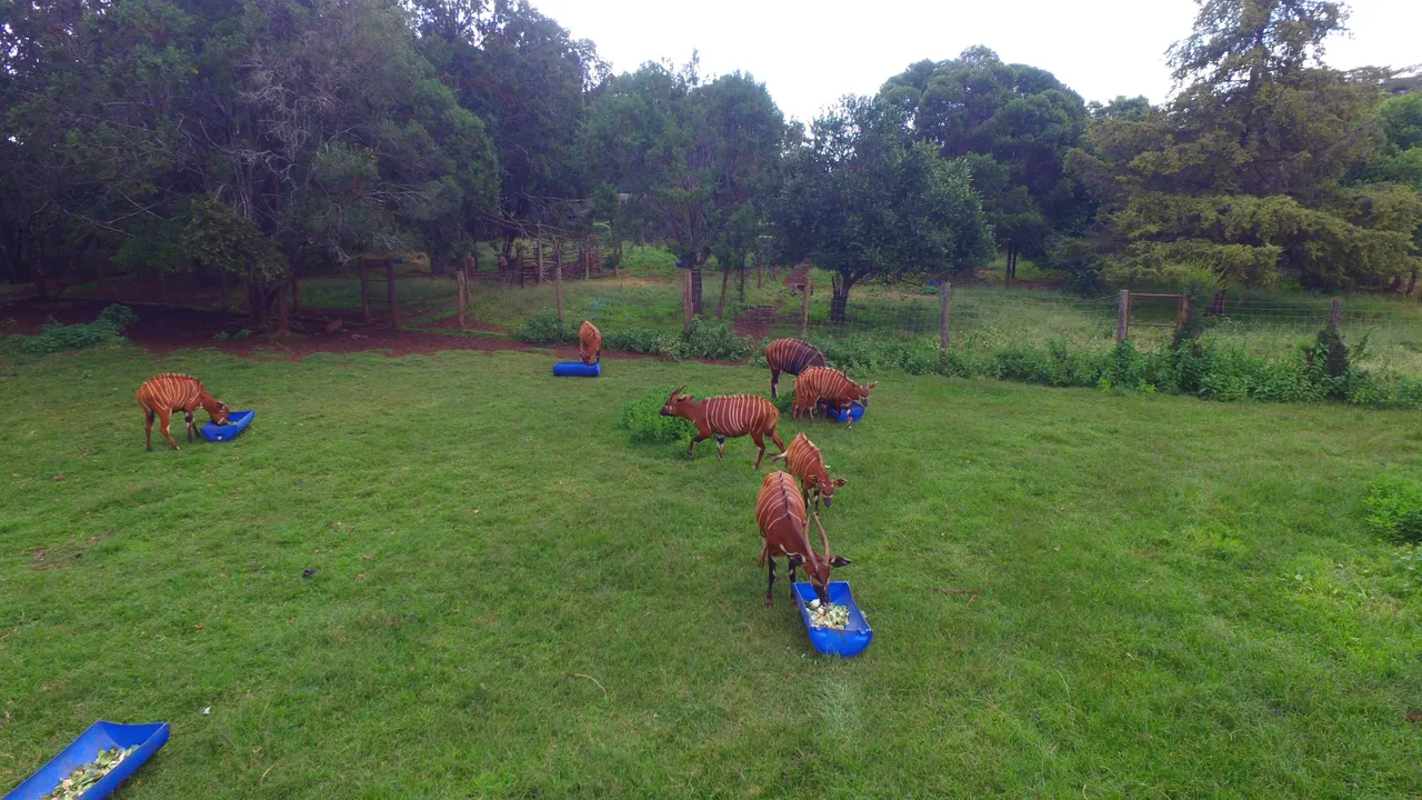 A mountain bongo in highland forest