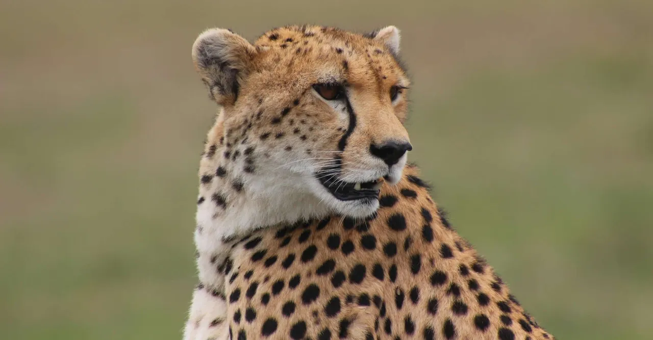 A cheetah watching from the grass