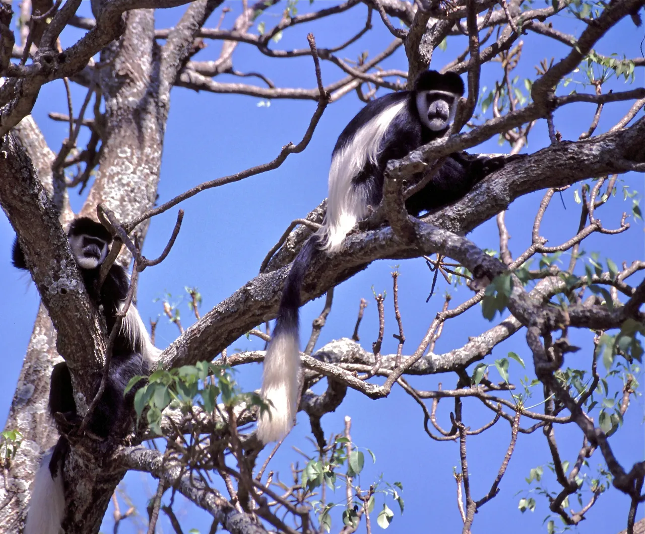 A black-and-white colobus in the canopy