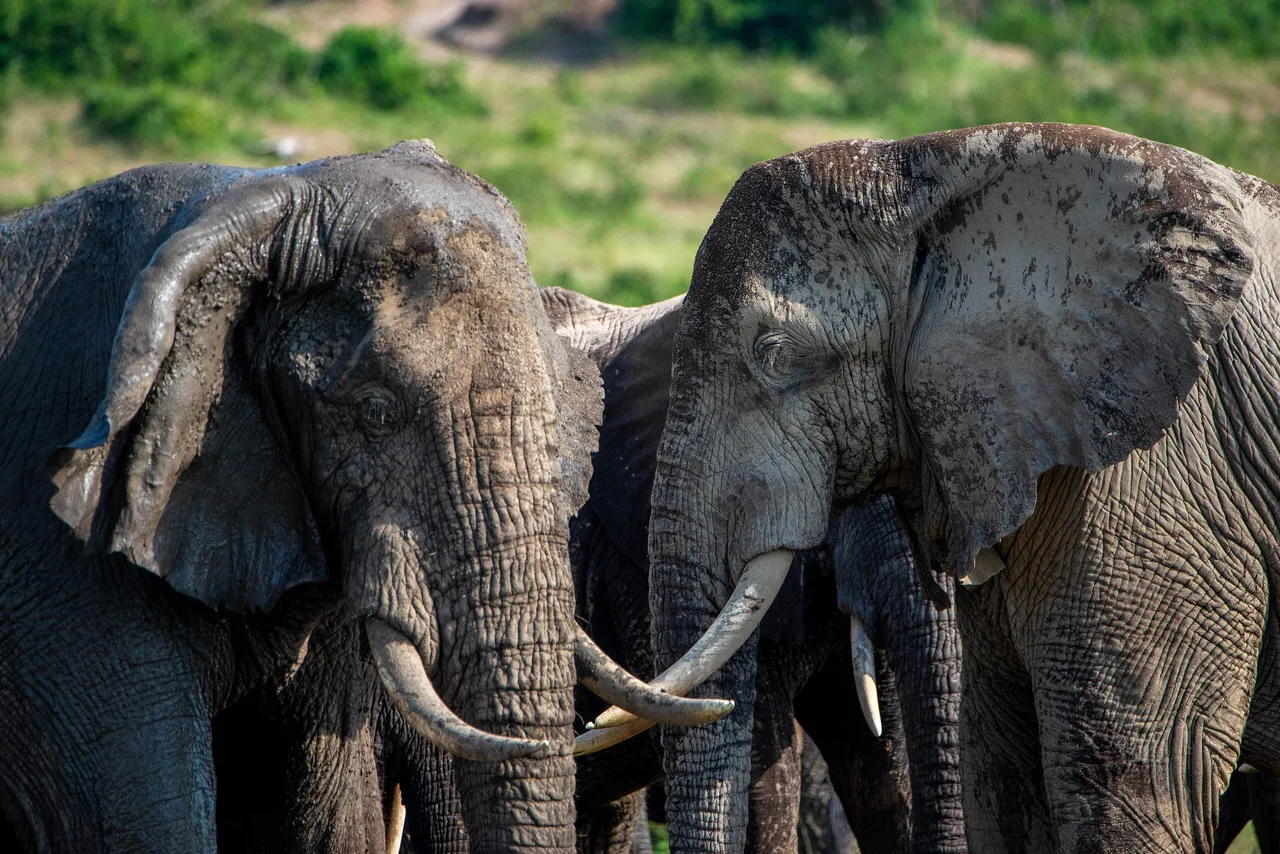 An African elephant with full tusks