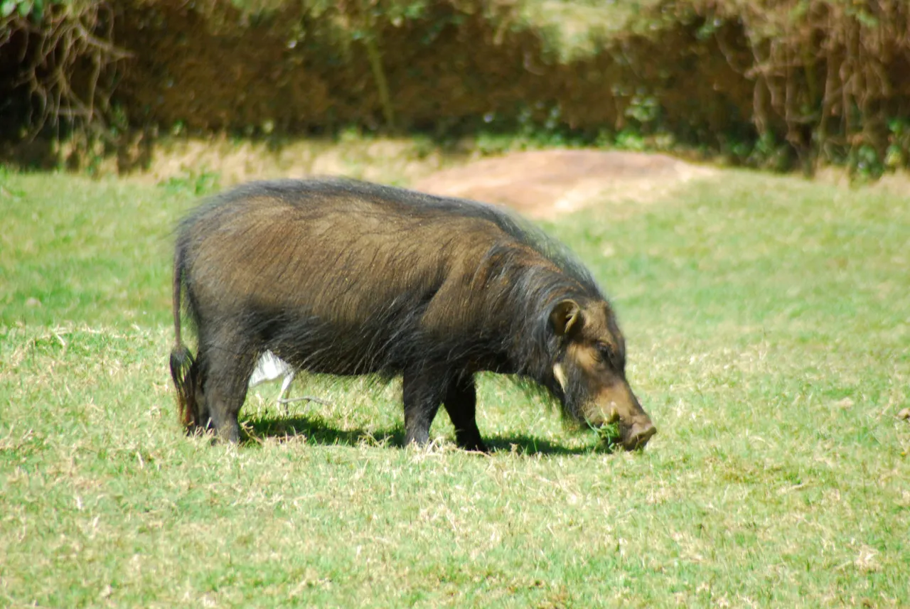 A giant forest hog at a forest clearing