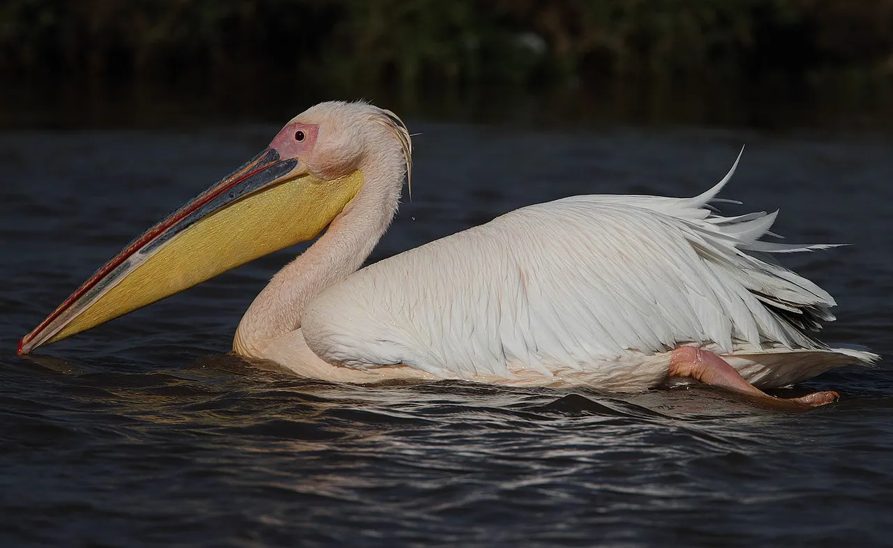 Great white pelicans on a Rift Valley lake