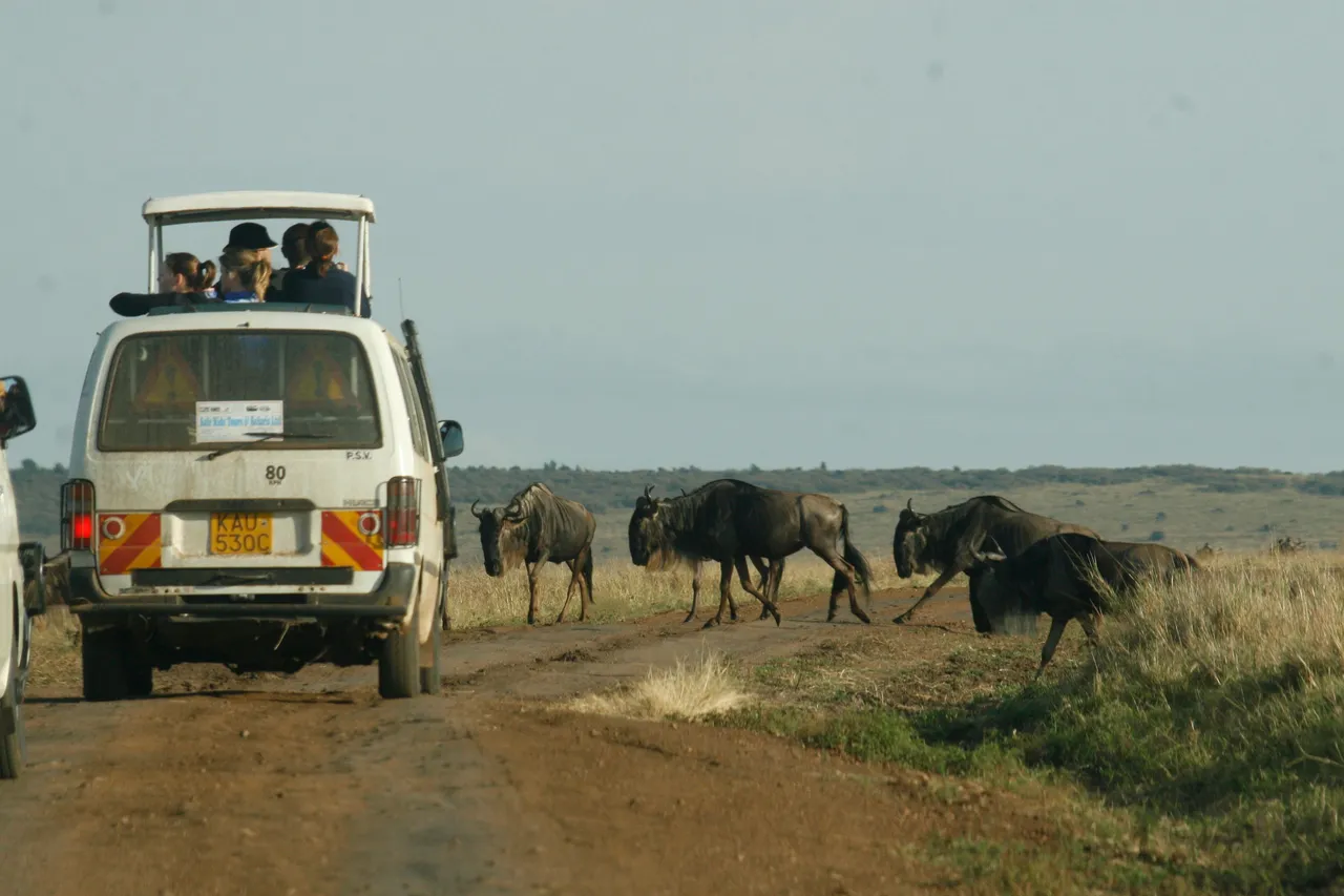 Guests watching wildebeest from a pop-top minibus in Kenya