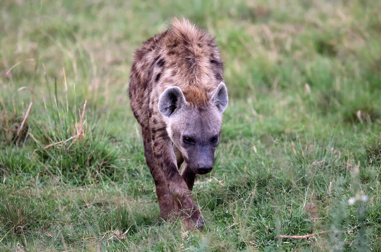 A spotted hyena at dawn