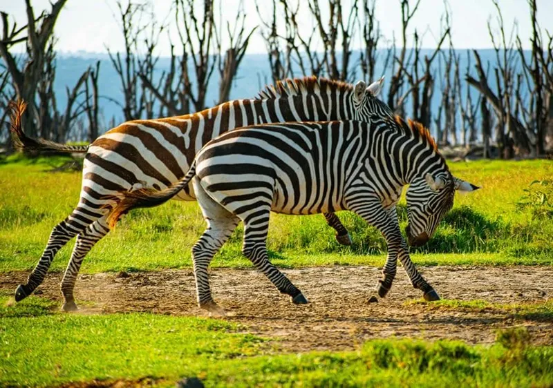 Zebra on the shore of Lake Nakuru