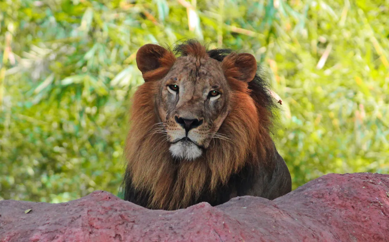 A maned male lion