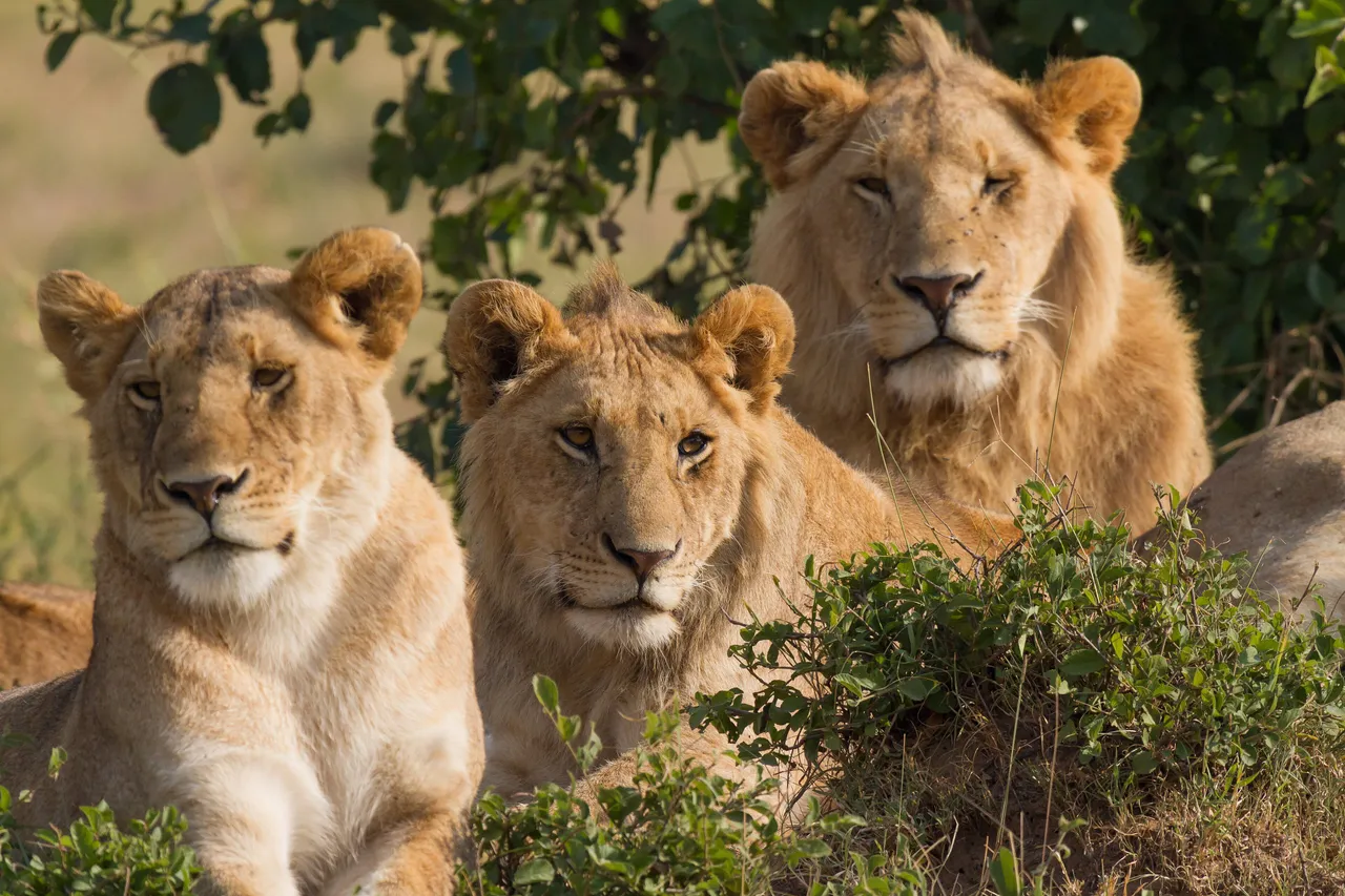 Lions resting in the shade in the Masai Mara