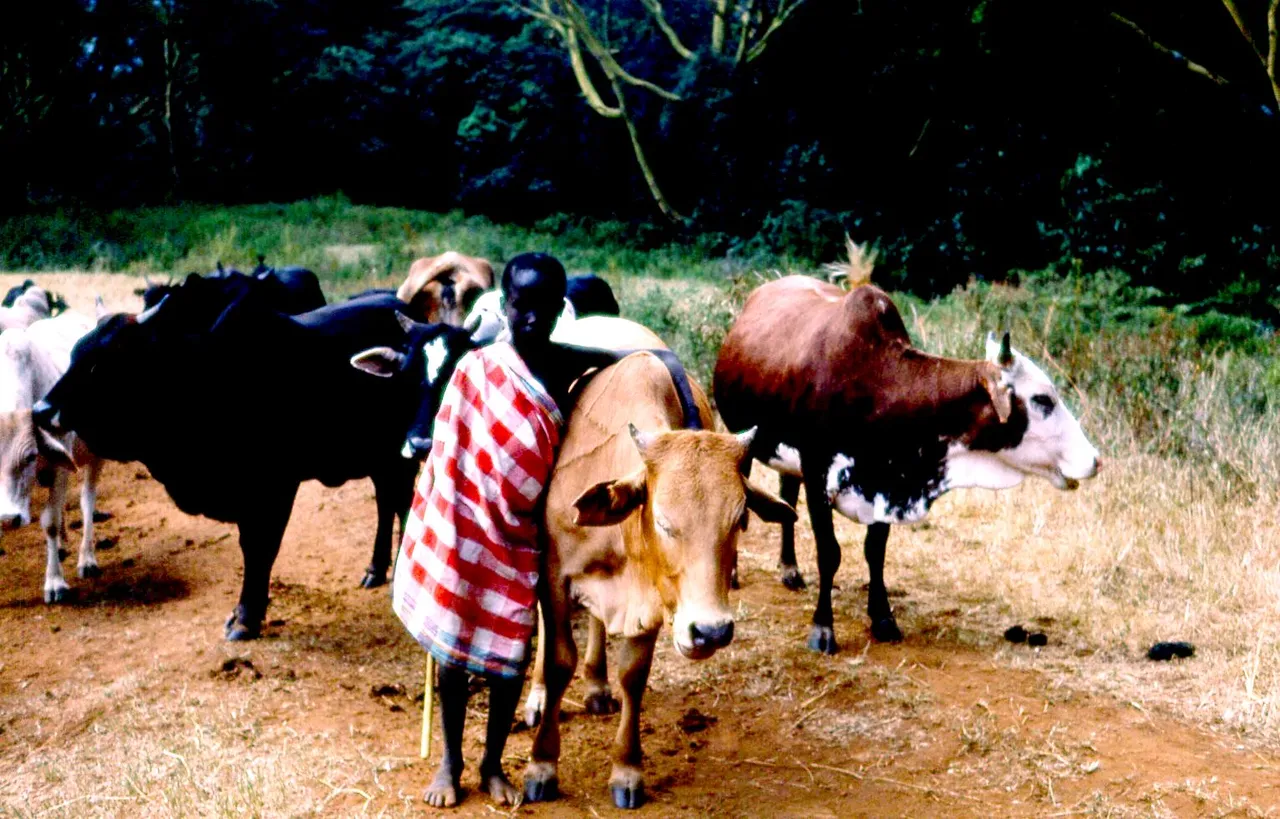 A Maasai herder with cattle beside a conservancy