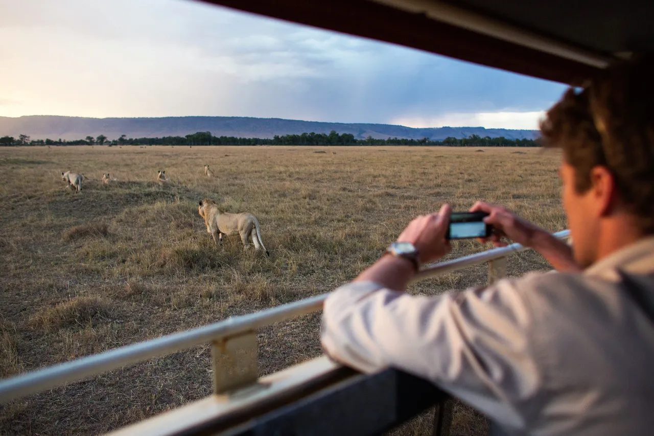 A pride of lions out at first light in the Masai Mara
