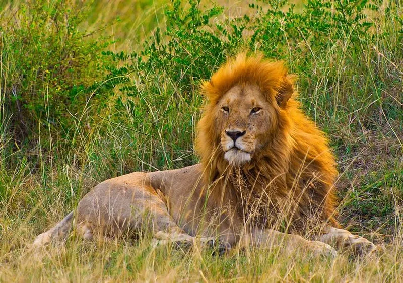 A male lion resting in long grass in the Masai Mara