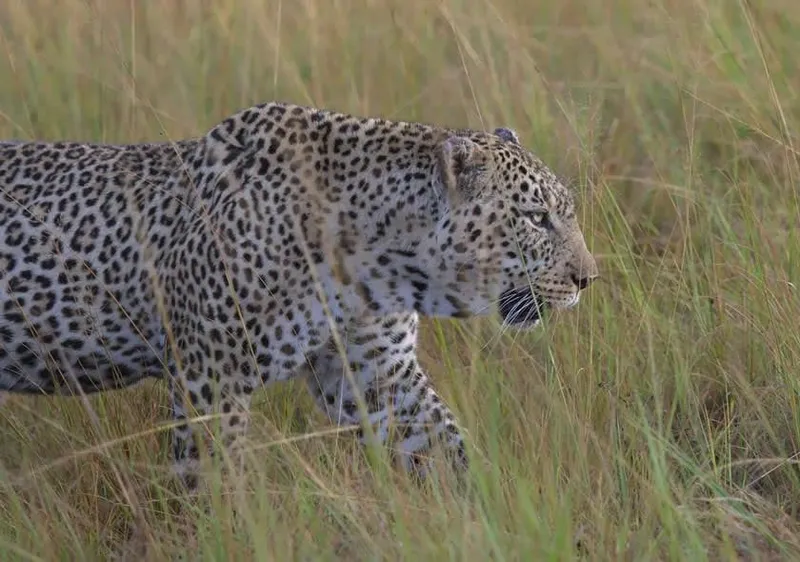 A leopard walking through dry grass in the Masai Mara