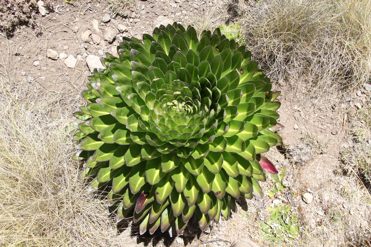 Giant lobelia and groundsel on the slopes of Mount Kenya