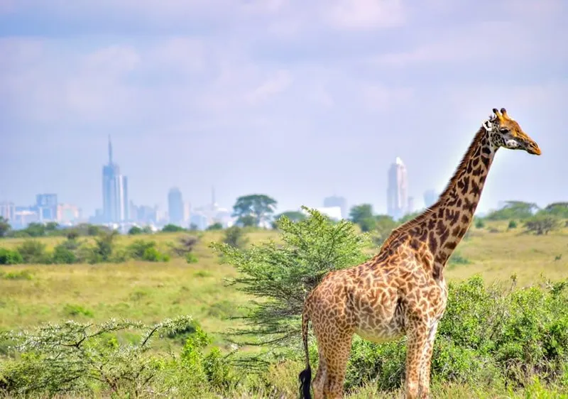 A giraffe in Nairobi National Park with the city skyline behind