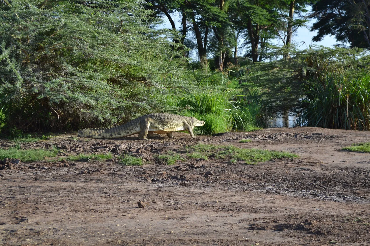 A Nile crocodile on a sandbar