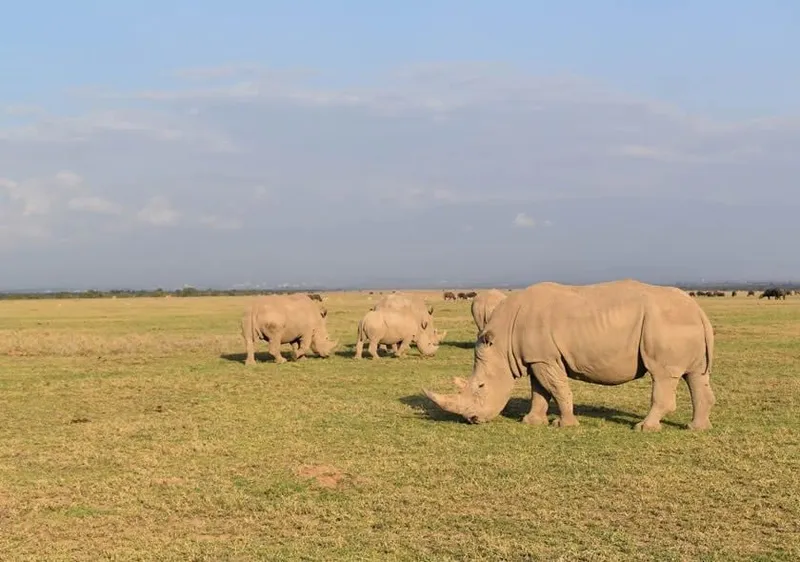 White rhino grazing on the Ol Pejeta plains
