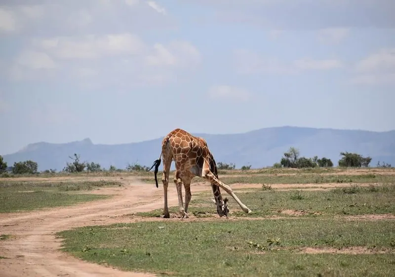 A giraffe on the track at Ol Pejeta with Mount Kenya behind