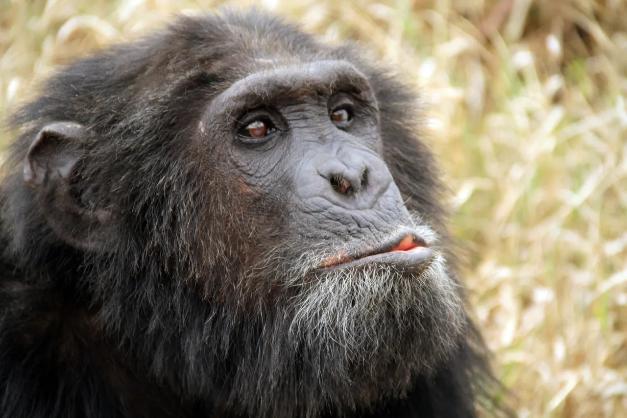 A chimpanzee at the Sweetwaters sanctuary