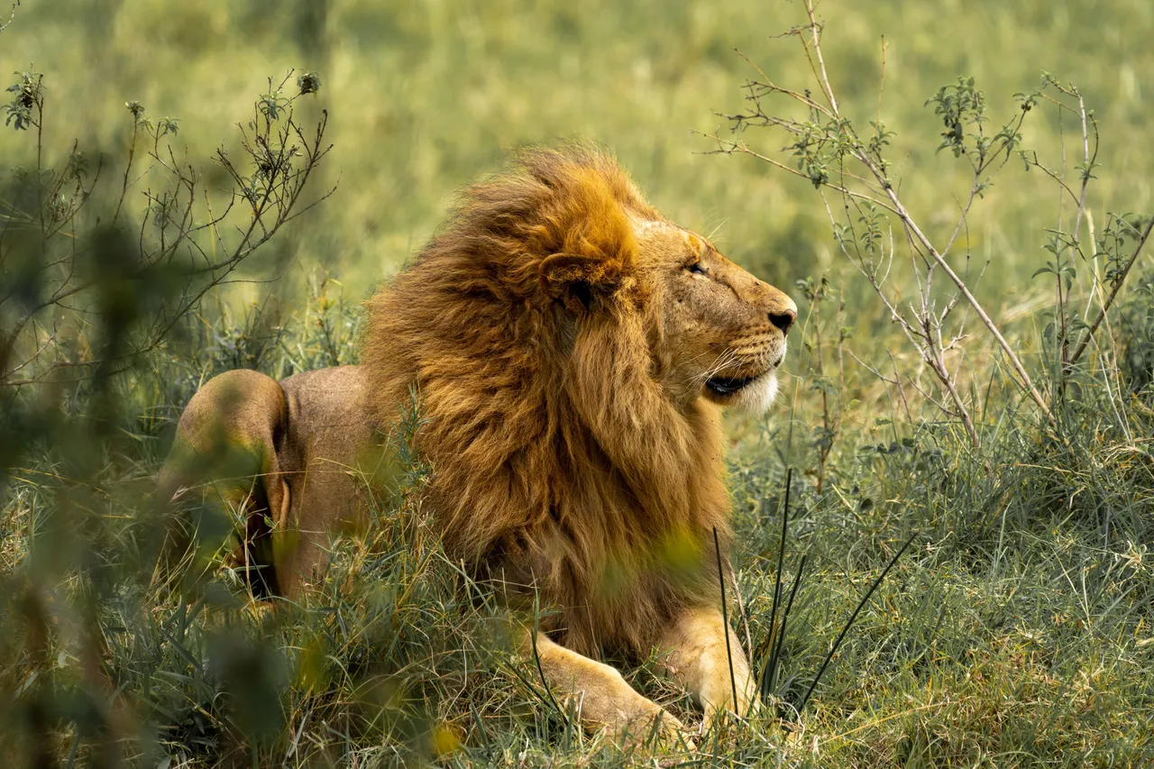 A male lion in the long grass of the Masai Mara