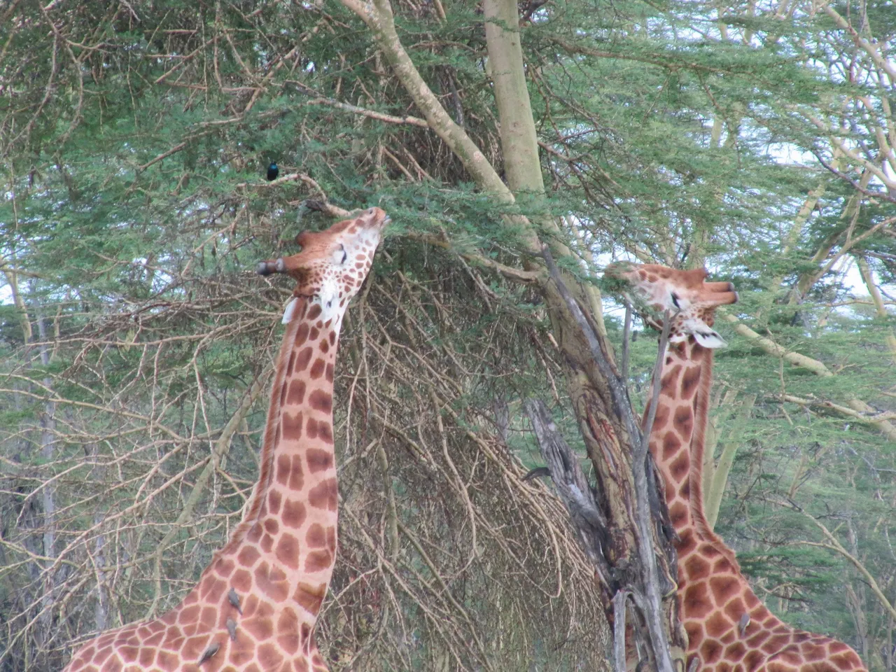 A Rothschild's giraffe among the yellow fever trees