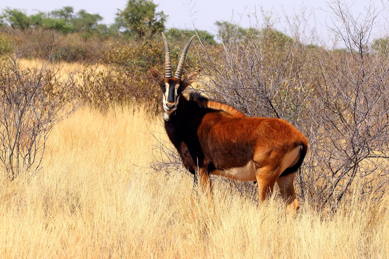A sable antelope, found in Kenya only at Shimba Hills