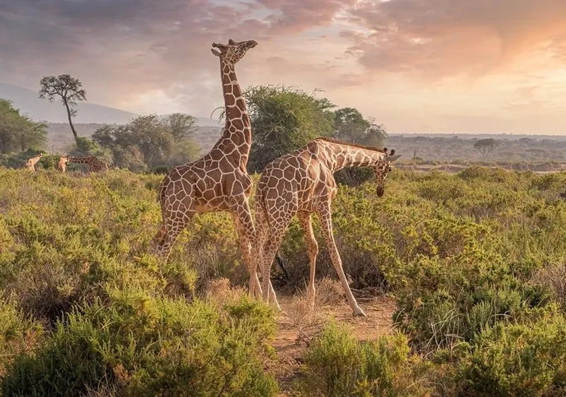 Reticulated giraffe at sunset in Samburu