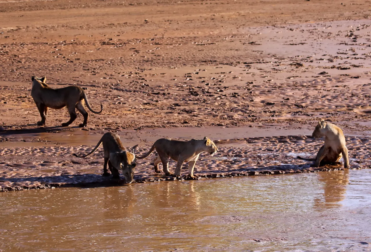 The Ewaso Ng'iro river running through Samburu