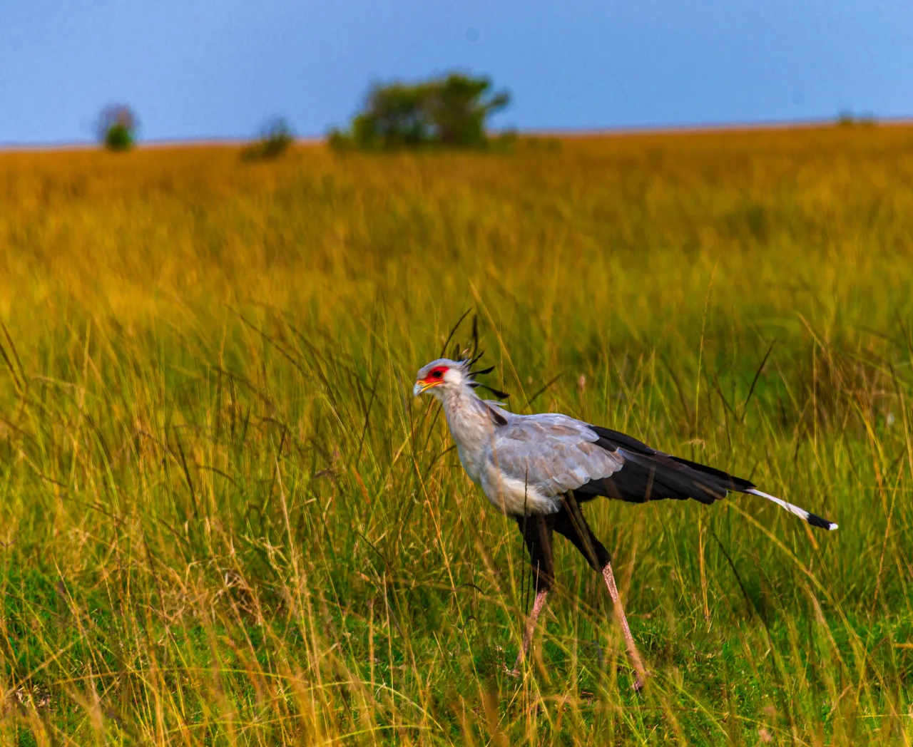 A secretary bird hunting on foot