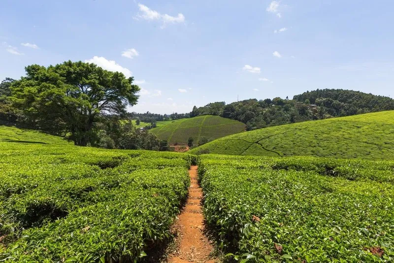 Rows of tea on a Kenyan highland farm