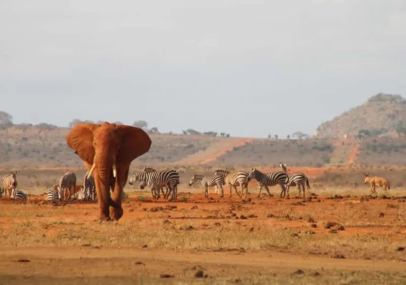 A red-dusted elephant with zebra in Tsavo
