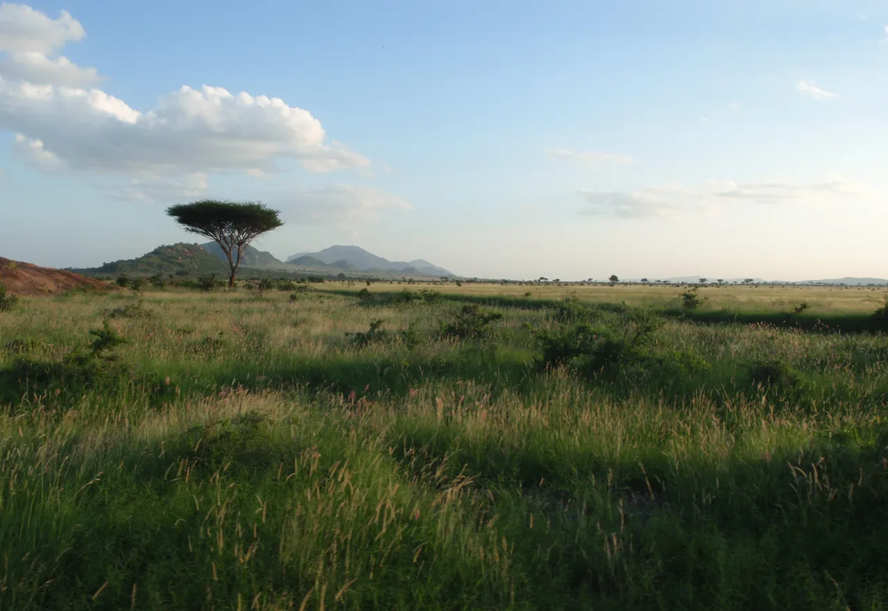 The open country of Tsavo East