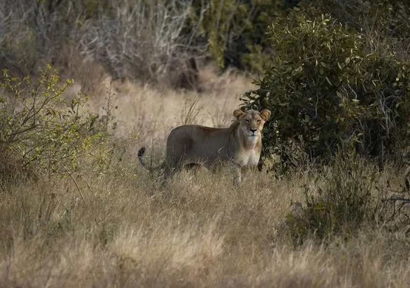A lioness in the bush at Tsavo