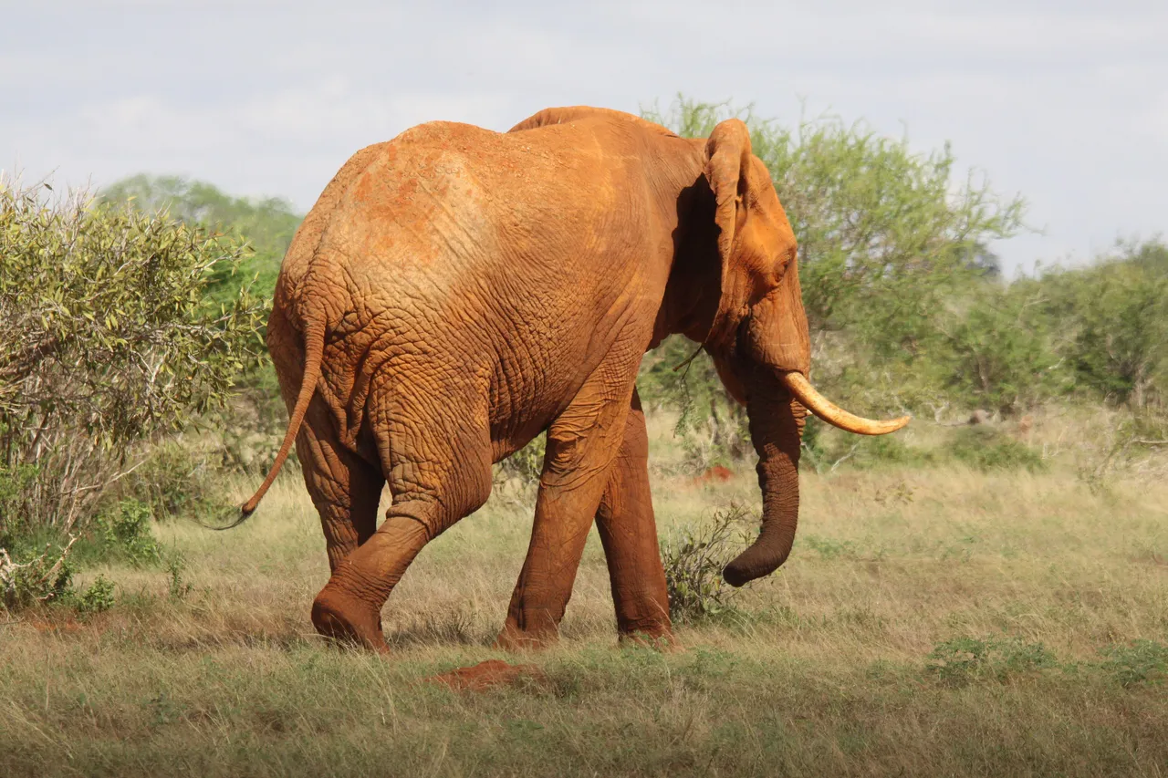 A red-dusted elephant in Tsavo