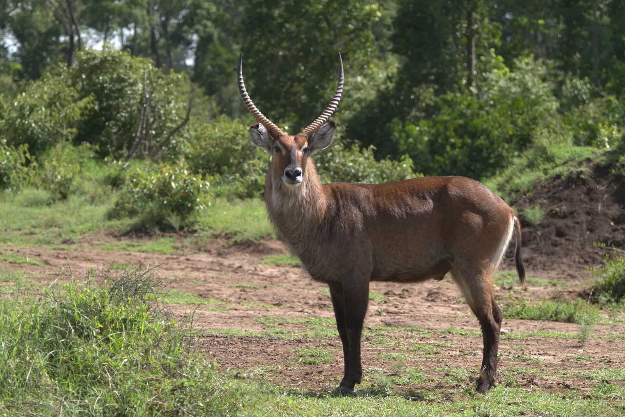 A waterbuck at the lake edge