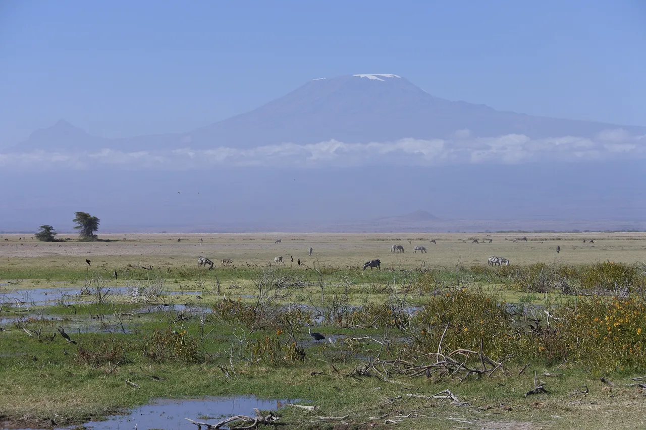 A herd of plains zebra
